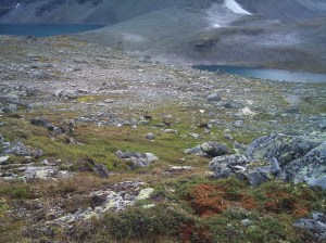 På veg ned møtte jeg en tre fire reinsbukker inne i Skagadalen
